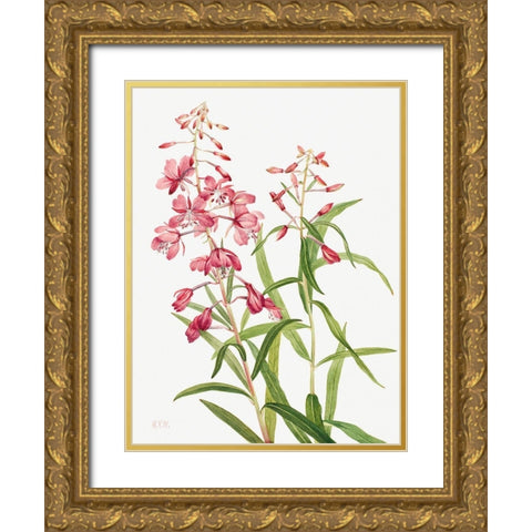 Fireweed-1902 Gold Ornate Wood Framed Art Print with Double Matting by Walcott, Mary Vaux