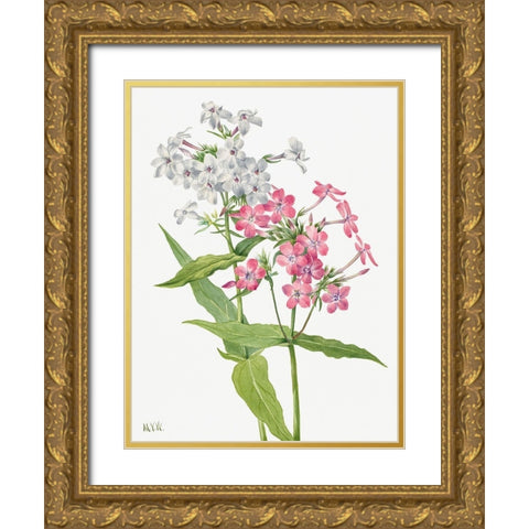 Perennial Phlox Gold Ornate Wood Framed Art Print with Double Matting by Walcott, Mary Vaux