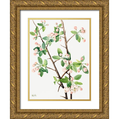 Wild Sweet Crab-1920 Gold Ornate Wood Framed Art Print with Double Matting by Walcott, Mary Vaux