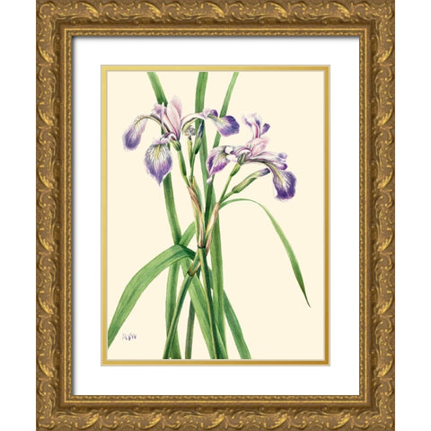 Blueflag Iris-1919 Gold Ornate Wood Framed Art Print with Double Matting by Walcott, Mary Vaux