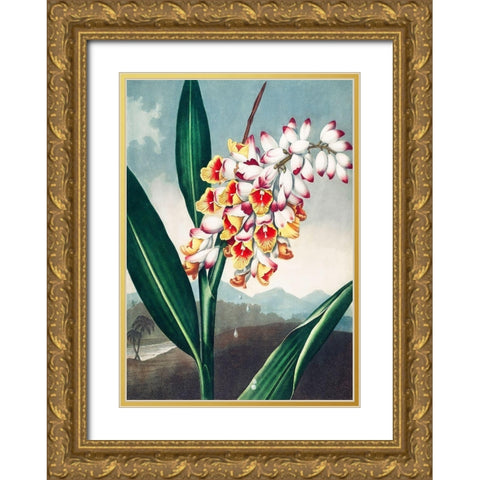 The Nodding Renealmia from The Temple of Flora Gold Ornate Wood Framed Art Print with Double Matting by Thornton, Robert John