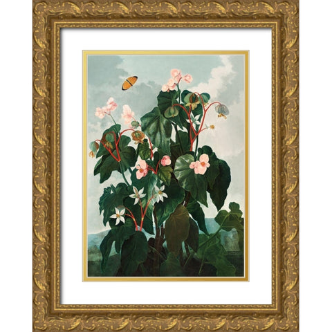 Begonia from The Temple of Flora Gold Ornate Wood Framed Art Print with Double Matting by Thornton, Robert John