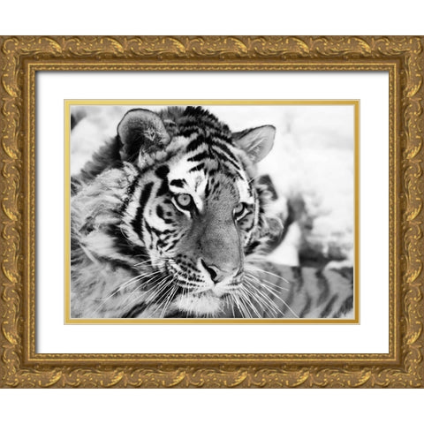 Tiger Gold Ornate Wood Framed Art Print with Double Matting by Cholov, Ivan