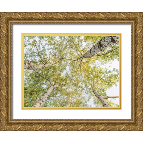 Birch woods in spring Gold Ornate Wood Framed Art Print with Double Matting by Pangea Images