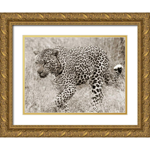 Leopard hunting Gold Ornate Wood Framed Art Print with Double Matting by Anonymous