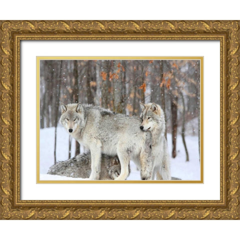 Three grey wolves huddle together during a Quebec snowstorm Gold Ornate Wood Framed Art Print with Double Matting by Anonymous