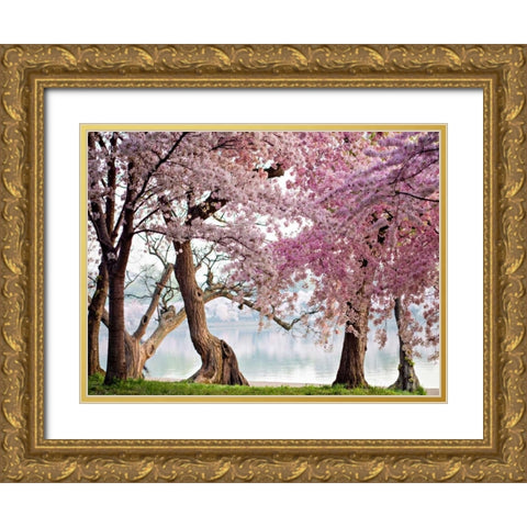 A row of cherry trees bloom at sunrise on the edge of the tidal basin. Washington- USA Gold Ornate Wood Framed Art Print with Double Matting by Anonymous