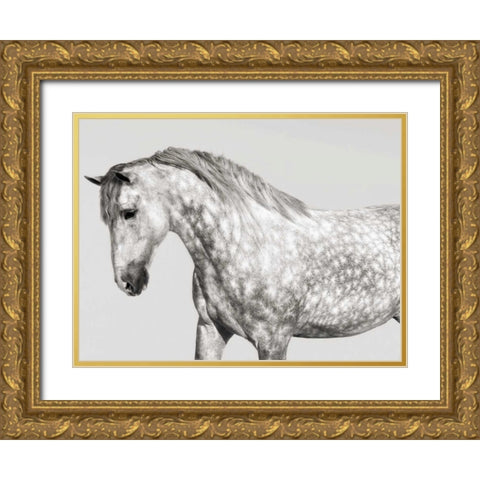 Leia- Andalusian Pony Gold Ornate Wood Framed Art Print with Double Matting by Pangea Images