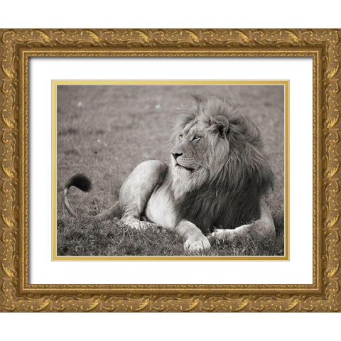 Male lion, Serengeti National Park Gold Ornate Wood Framed Art Print with Double Matting by Pangea Images
