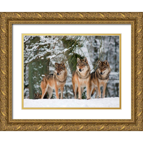 Wolves in the snow, Germany Gold Ornate Wood Framed Art Print with Double Matting by Anonymous