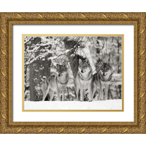 Wolves in the snow, Germany (BW) Gold Ornate Wood Framed Art Print with Double Matting by Anonymous