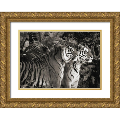 Two Bengal Tigers (BW) Gold Ornate Wood Framed Art Print with Double Matting by Pangea Images