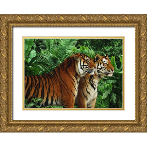 Two Bengal Tigers Gold Ornate Wood Framed Art Print with Double Matting by Pangea Images