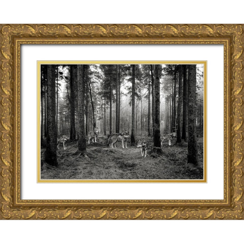 Pack of Wolves in the Woods (BW) Gold Ornate Wood Framed Art Print with Double Matting by Pangea Images