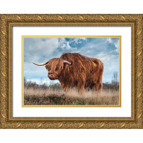 Scottish Highland Bull Gold Ornate Wood Framed Art Print with Double Matting by Pangea Images