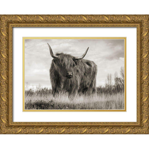 Scottish Highland Cattle (BW) Gold Ornate Wood Framed Art Print with Double Matting by Pangea Images