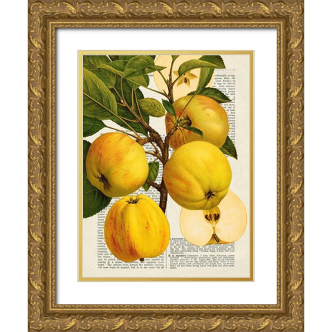 Fruits de saison, Pommes Gold Ornate Wood Framed Art Print with Double Matting by Dellal, Remy