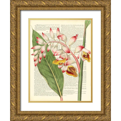 Vintage Botany II Gold Ornate Wood Framed Art Print with Double Matting by Dellal, Remy