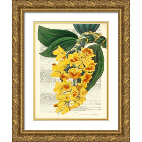 Vintage Botany III Gold Ornate Wood Framed Art Print with Double Matting by Dellal, Remy