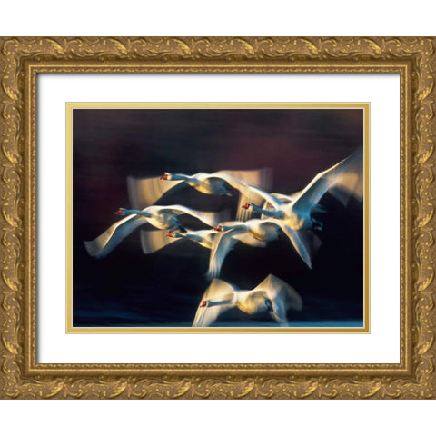 Mute swan, Munich, Germany Gold Ornate Wood Framed Art Print with Double Matting by Krahmer, Frank