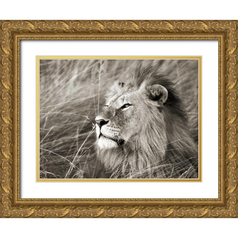 African lion, Masai Mara, Kenya Gold Ornate Wood Framed Art Print with Double Matting by Krahmer, Frank