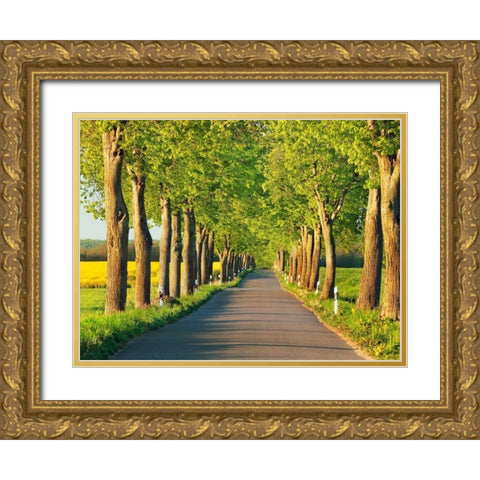 Lime tree alley, Mecklenburg Lake District, Germany Gold Ornate Wood Framed Art Print with Double Matting by Krahmer, Frank