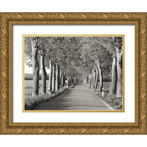 Lime tree alley, Mecklenburg Lake District, Germany Gold Ornate Wood Framed Art Print with Double Matting by Krahmer, Frank
