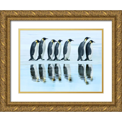 Emperor penguin group, Antarctica Gold Ornate Wood Framed Art Print with Double Matting by Krahmer, Frank
