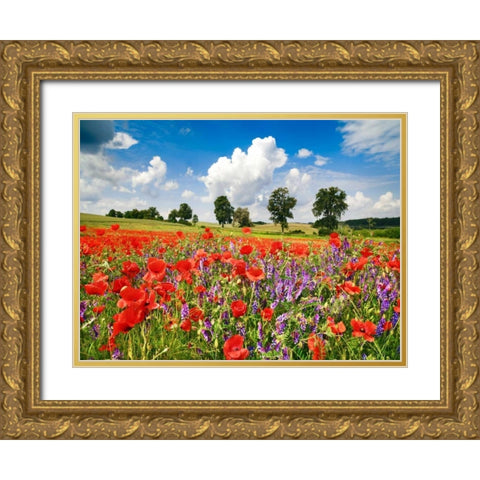Poppies and vicias in meadow, Mecklenburg Lake District, Germany Gold Ornate Wood Framed Art Print with Double Matting by Krahmer, Frank