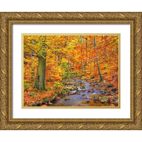 Beech forest in autumn, Ilse Valley, Germany Gold Ornate Wood Framed Art Print with Double Matting by Krahmer, Frank