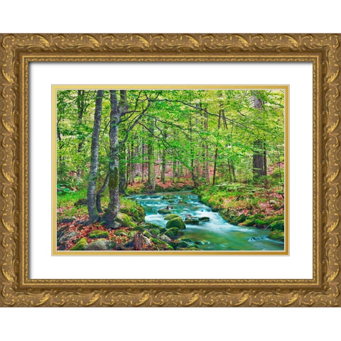 Forest brook through beech forest- Bavaria- Germany Gold Ornate Wood Framed Art Print with Double Matting by Krahmer, Frank