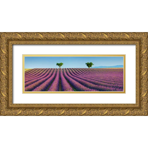Lavender field, Provence, France Gold Ornate Wood Framed Art Print with Double Matting by Krahmer, Frank