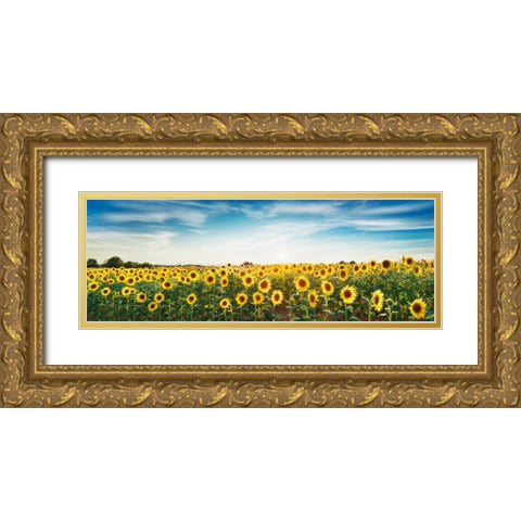 Sunflower field, Plateau Valensole, Provence, France Gold Ornate Wood Framed Art Print with Double Matting by Krahmer, Frank
