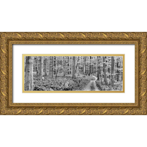 Beech forest, Germany Gold Ornate Wood Framed Art Print with Double Matting by Krahmer, Frank