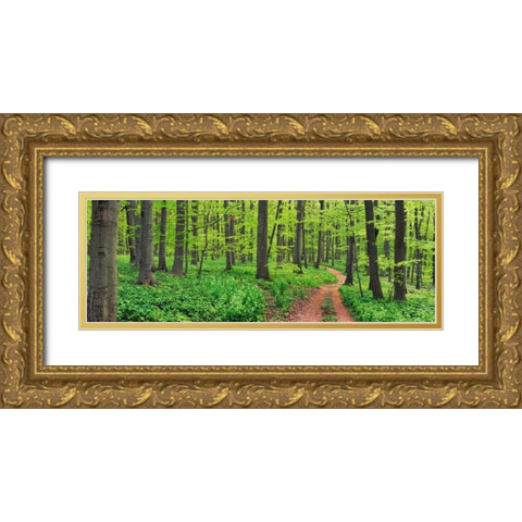 Beech forest, Germany Gold Ornate Wood Framed Art Print with Double Matting by Krahmer, Frank