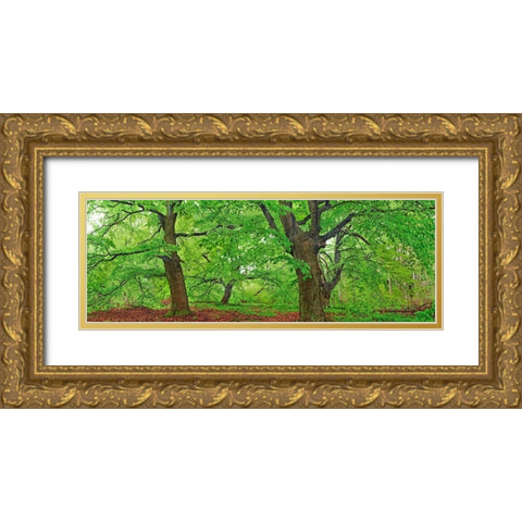 European beech, Kellerwald, Germany Gold Ornate Wood Framed Art Print with Double Matting by Krahmer, Frank