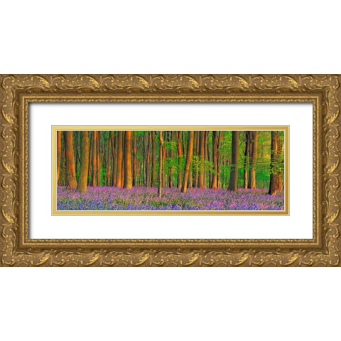 Beech forest with bluebells, Hampshire, England Gold Ornate Wood Framed Art Print with Double Matting by Krahmer, Frank