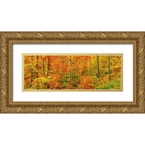 Beech forest in autumn, Kassel, Germany Gold Ornate Wood Framed Art Print with Double Matting by Krahmer, Frank