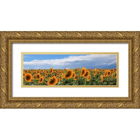 Girasoli in Val DOrcia Gold Ornate Wood Framed Art Print with Double Matting by Fulvio, Ferrua