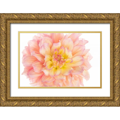 Coral Dahlia Gold Ornate Wood Framed Art Print with Double Matting by Michal, Susan