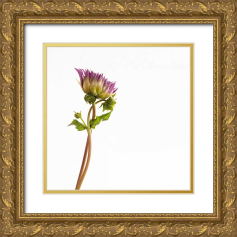 Vera Dahlia  Gold Ornate Wood Framed Art Print with Double Matting by Michal, Susan