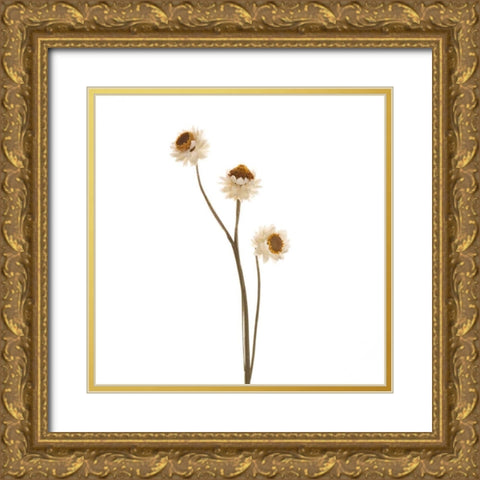 Strawflower  Gold Ornate Wood Framed Art Print with Double Matting by Michal, Susan