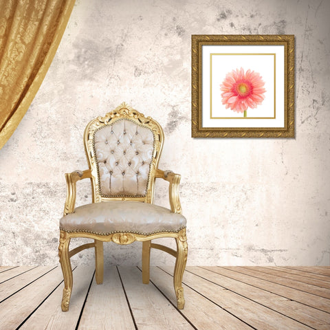 Gerbera Daisy  Gold Ornate Wood Framed Art Print with Double Matting by Michal, Susan