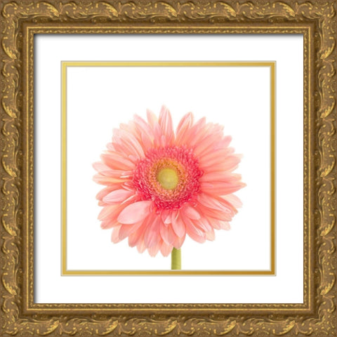 Gerbera Daisy  Gold Ornate Wood Framed Art Print with Double Matting by Michal, Susan