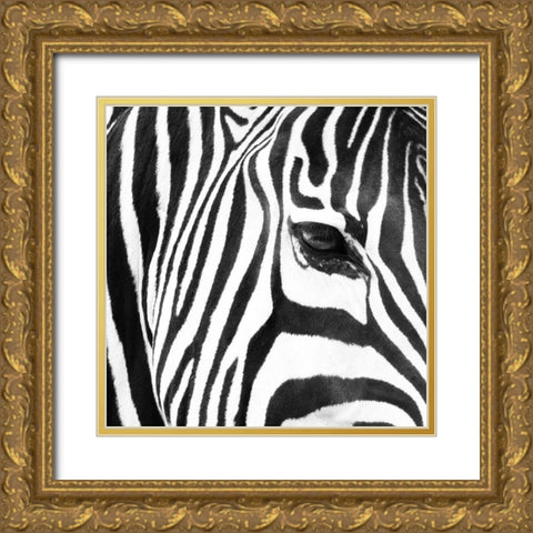 Zebra Up Close Gold Ornate Wood Framed Art Print with Double Matting by Michal, Susan