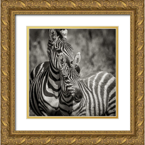 Zebra Pair Gold Ornate Wood Framed Art Print with Double Matting by Michal, Susan