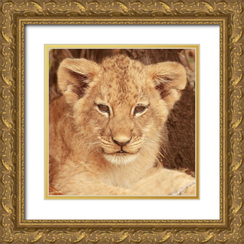 Lion Cub Gold Ornate Wood Framed Art Print with Double Matting by Michal, Susan