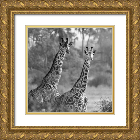 A Pair of Giraffes Gold Ornate Wood Framed Art Print with Double Matting by Michal, Susan