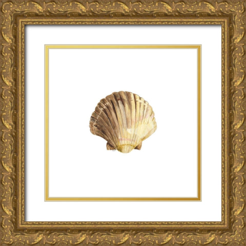 Oceanum Shells white V-Scallop Gold Ornate Wood Framed Art Print with Double Matting by Reed, Tara