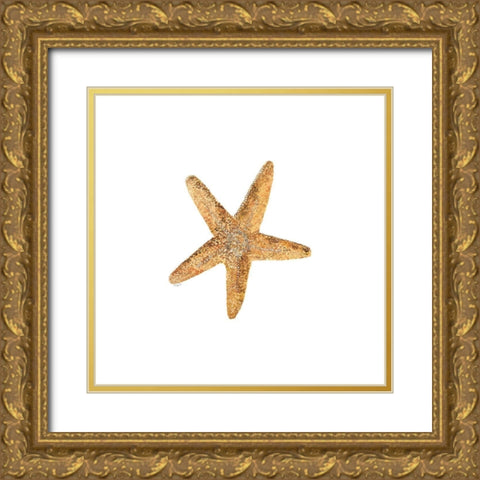 Oceanum Shells white VI-Sea Star Gold Ornate Wood Framed Art Print with Double Matting by Reed, Tara